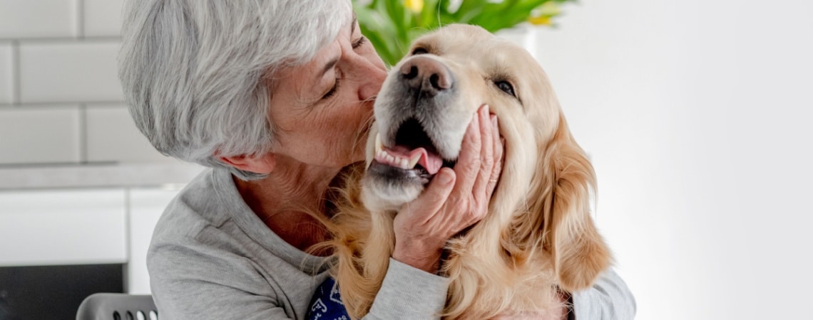 Golden Retriever avec personne âgée