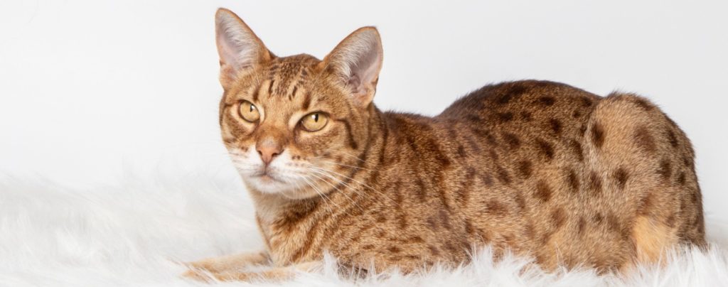 L'Ocicat