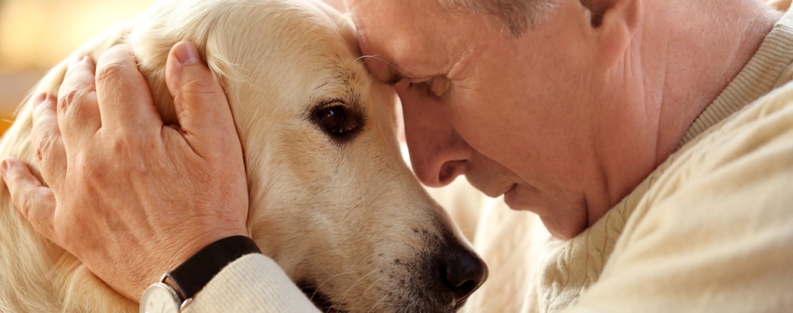 Labrador avec personne âgée