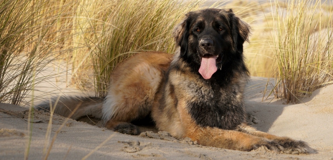 Leonberger