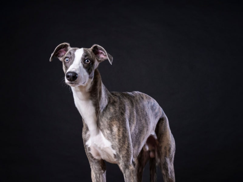 Greyhound bringé et blanc qui pose sur un fond noir