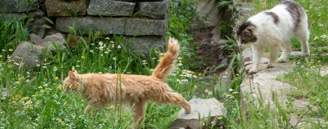 Maine Coon chasse rats