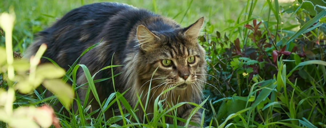 Maine Coon qui chasse