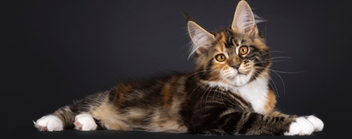 Maine Coon tricolore