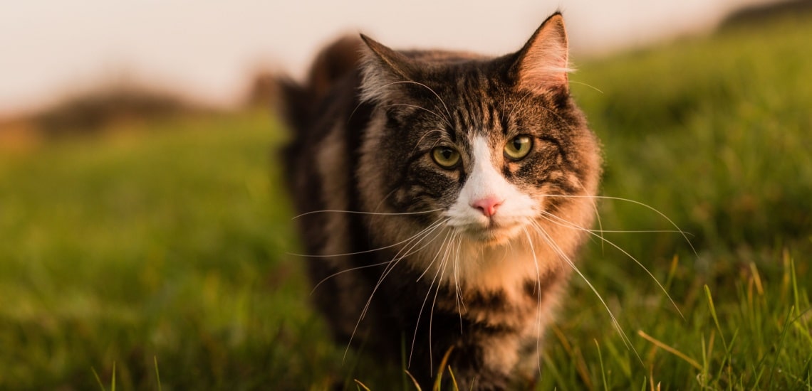 Norvégien chasse rat