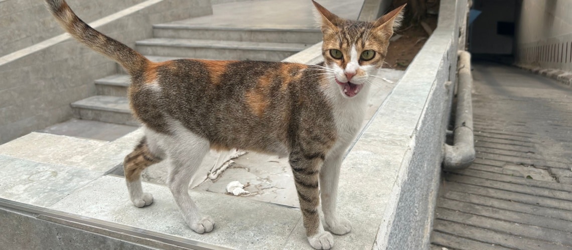 Ocicat tricolore