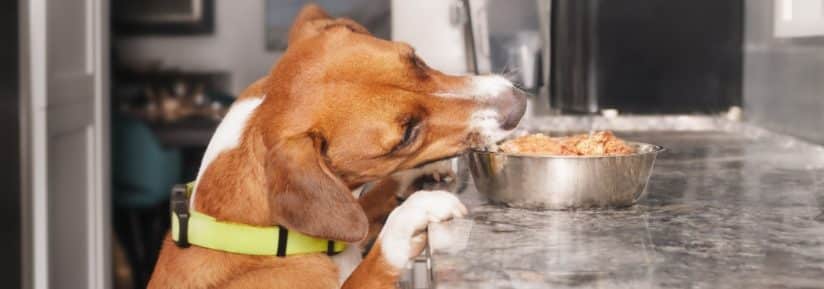 Ration ménagère pour un chien de 40 kg