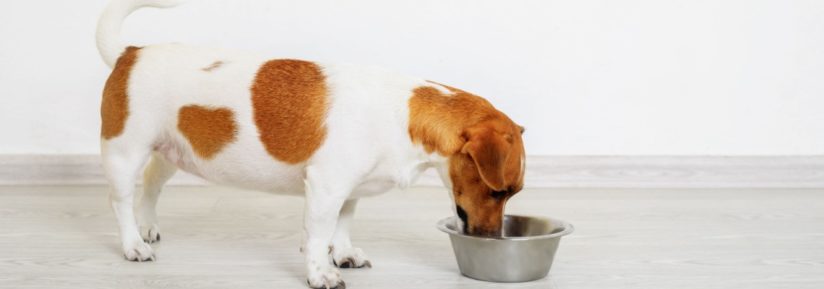 Ration ménagère pour un chien obèse