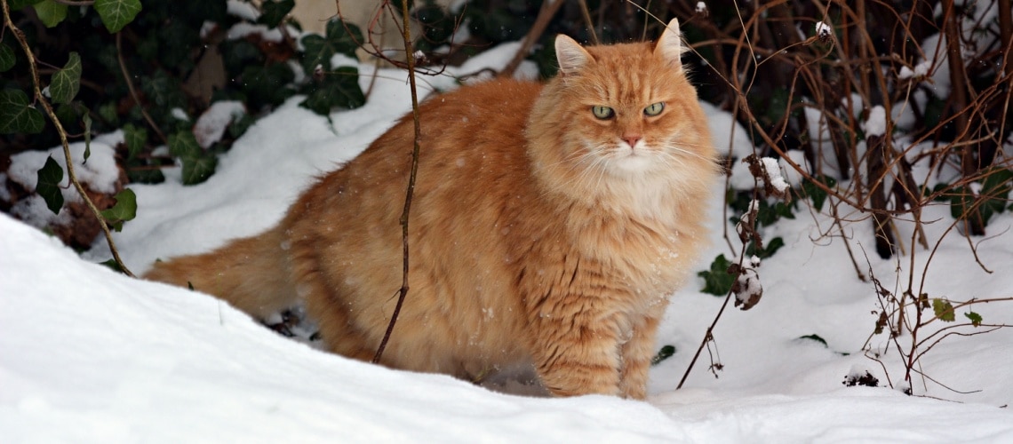 Sibérien qui chasse