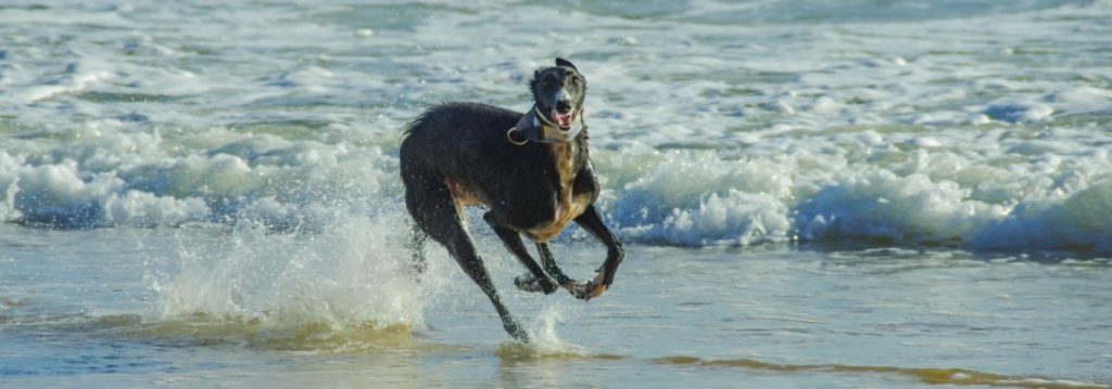 Silken windhound