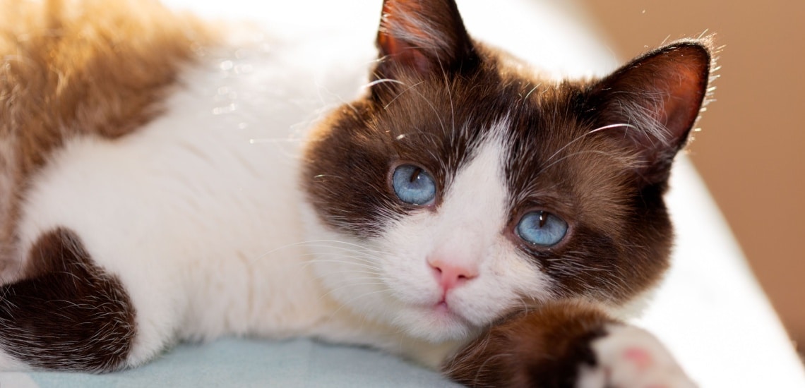 Snowshoe yeux bleu