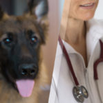 Vermifuge chien : à la pharmacie ou chez le vétérinaire ?
