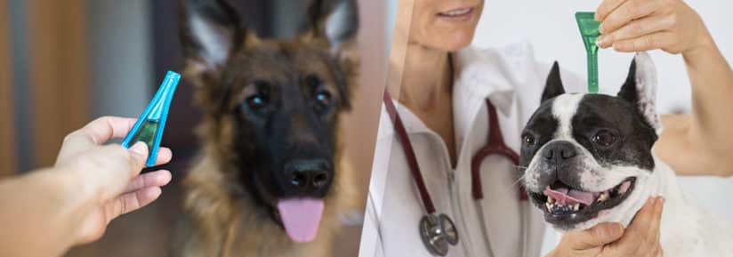 Vermifuge chien : à la pharmacie ou chez le vétérinaire ?