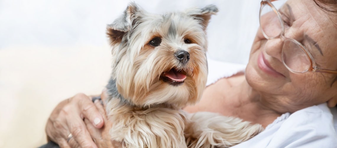 Yorkshire terrier avec personne âgée