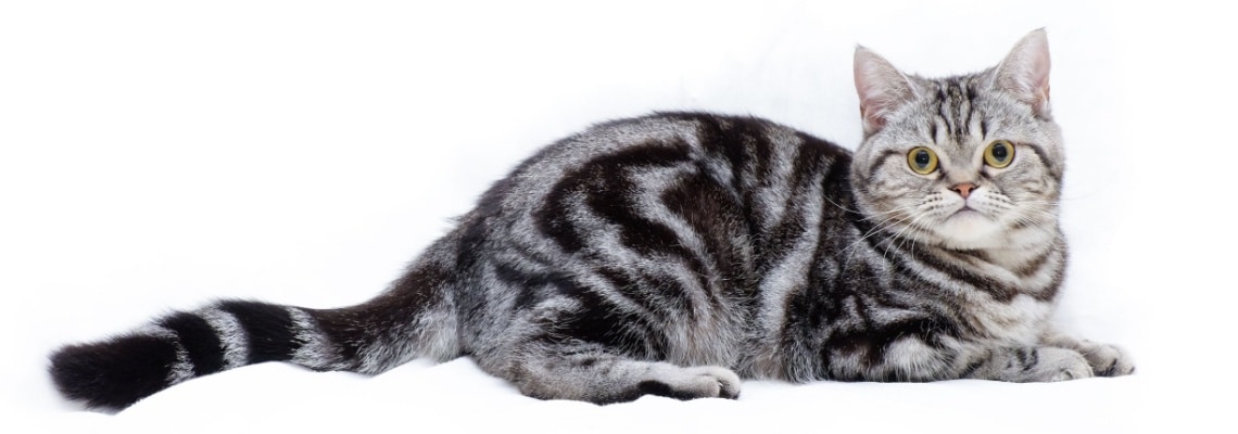 american shorthair