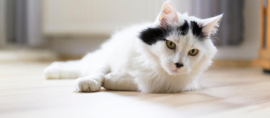 angora turc chat blanc et noir