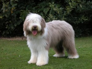 bearded collie