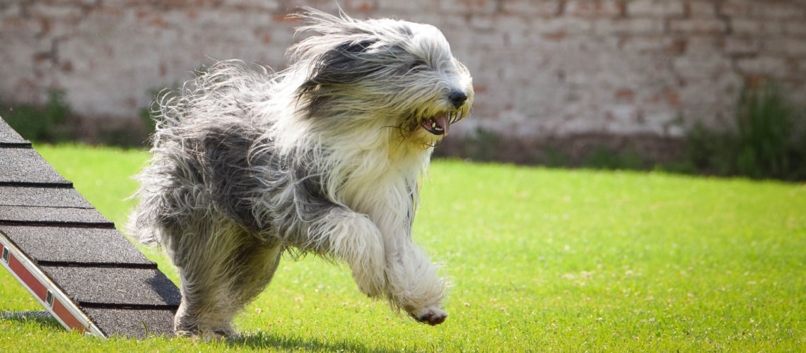 bearded collie