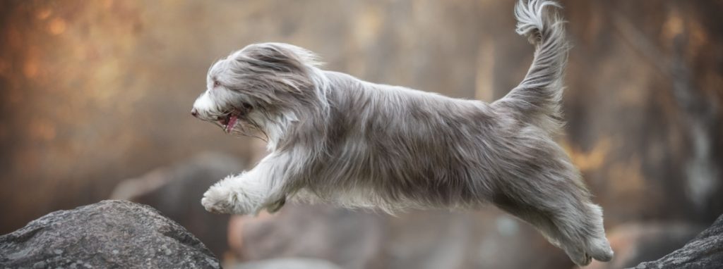 bearded collie