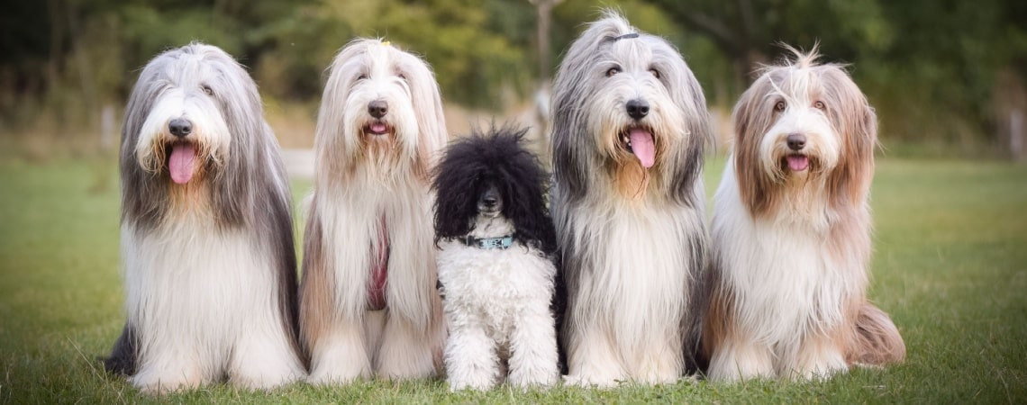 bearded collie