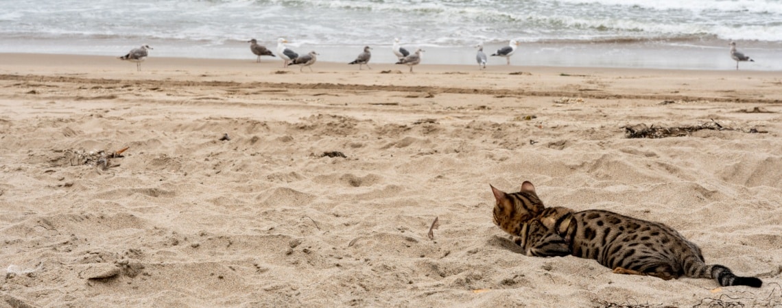 bengal chasse oiseau