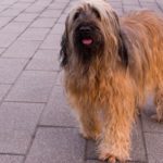 briard