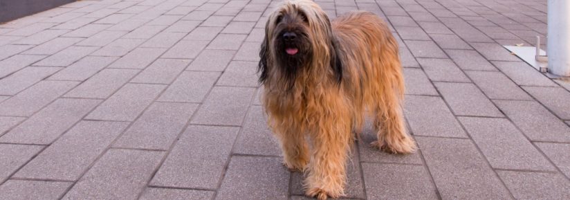 briard