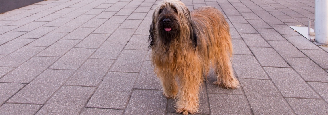 briard