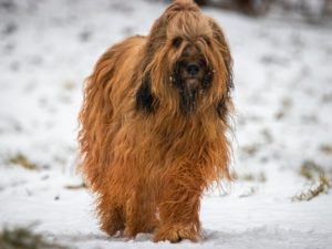 briard