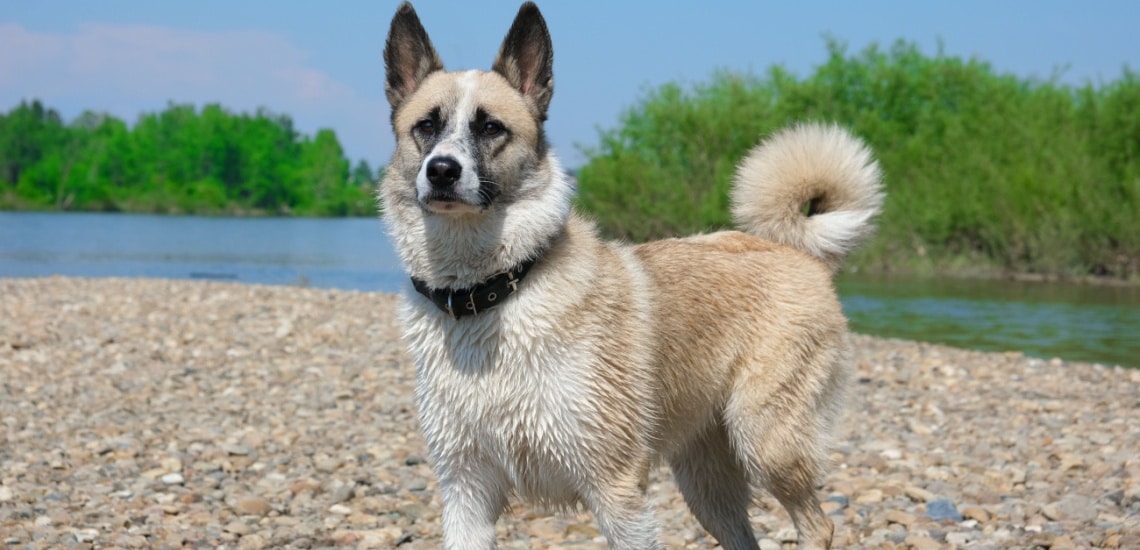 buhund norvégien