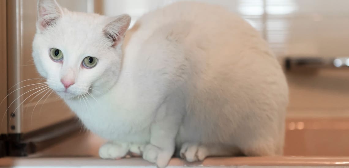 chat Européen blanc