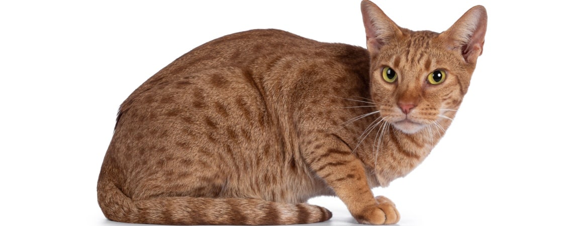 chat Ocicat yeux verts