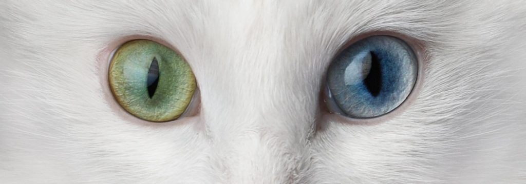 chat aux yeux vairons