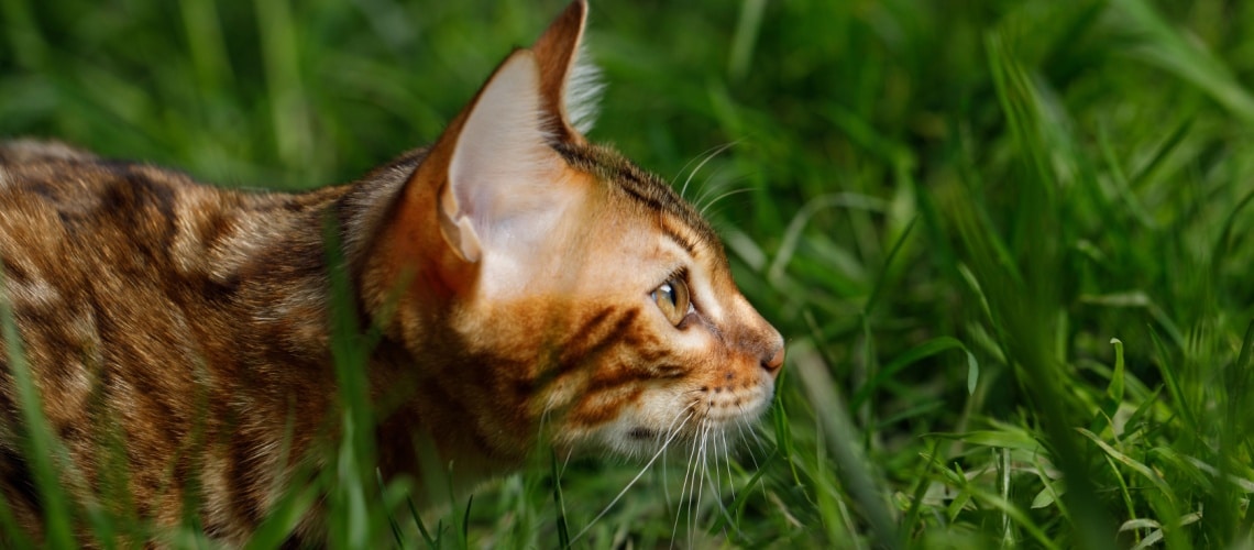 chat bengal chasseur