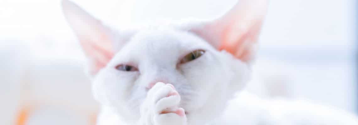 chat blanc aux yeux vairons