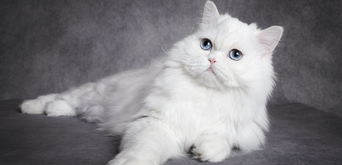 chat blanc poil long