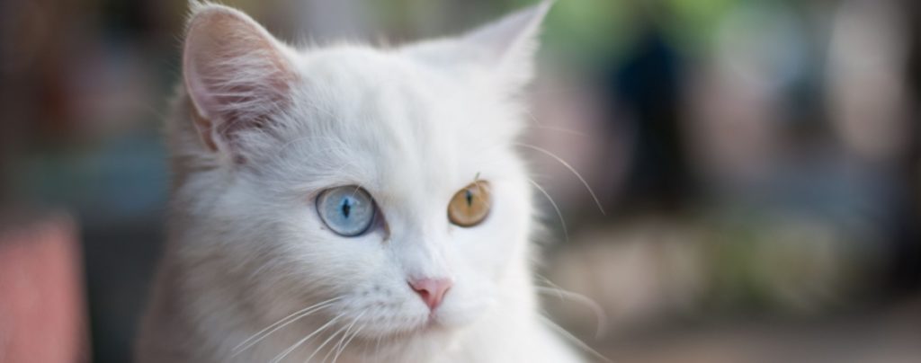 chat blanc yeux vairons (1)