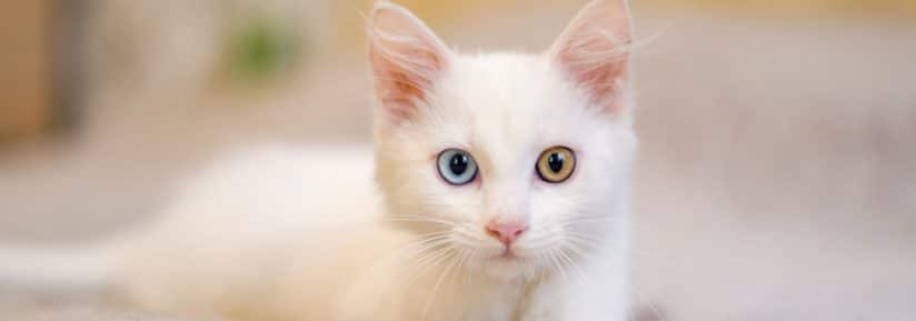 chat blanc aux yeux vairons