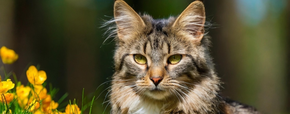 chat de l'égée tricolore