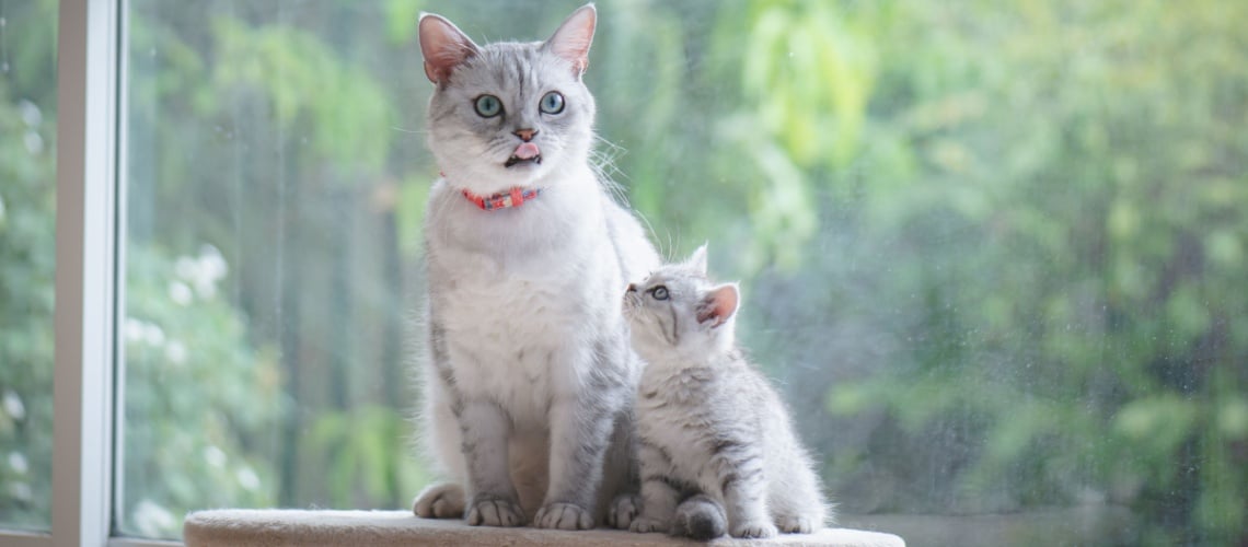 chat et chaton American shorthair