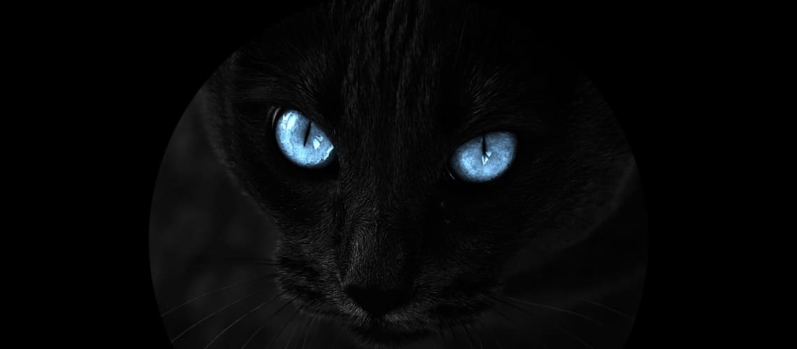 chat noir aux yeux bleus