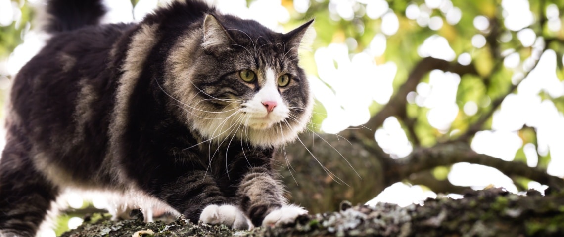 chat norvégien chasse