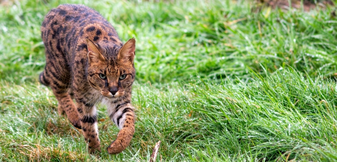 chat savannah qui chasse