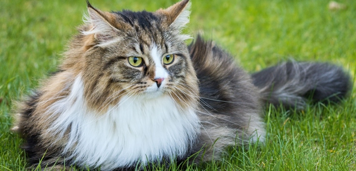 chat sibérien chasse oiseau