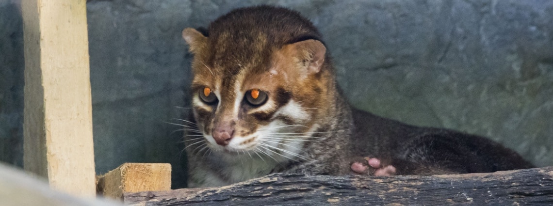 chat tête plate