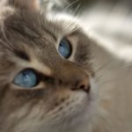 chats aux yeux bleus