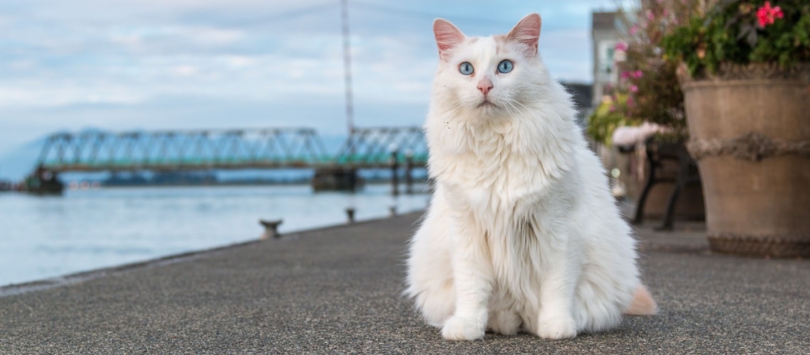 chaton Turc de Van