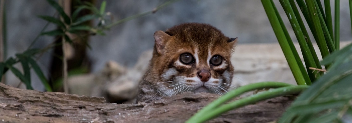 chaton à tête plate