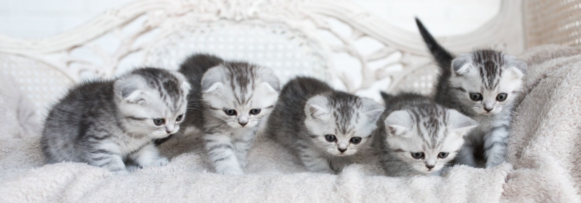 chatons american shorthair 