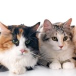 chats bobtail des kouriles